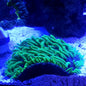 Green Tentical Plate Coral