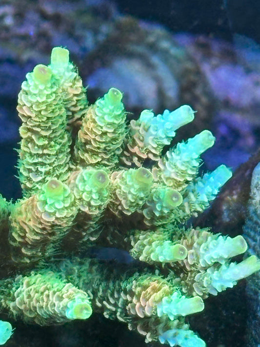 ASD Rainbow Millepora