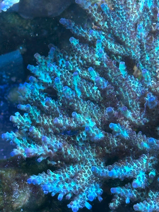 No name acropora